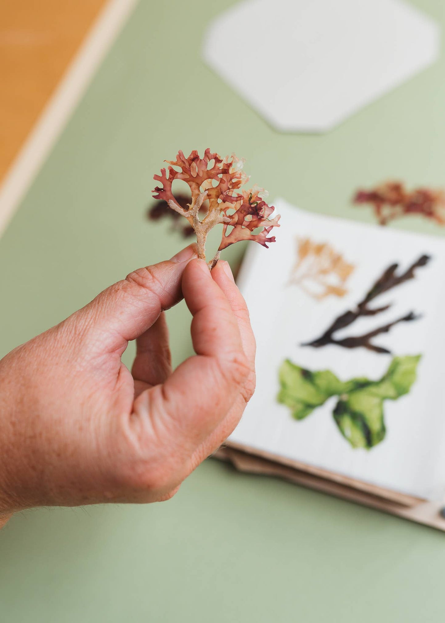 Seaweed Press Kit