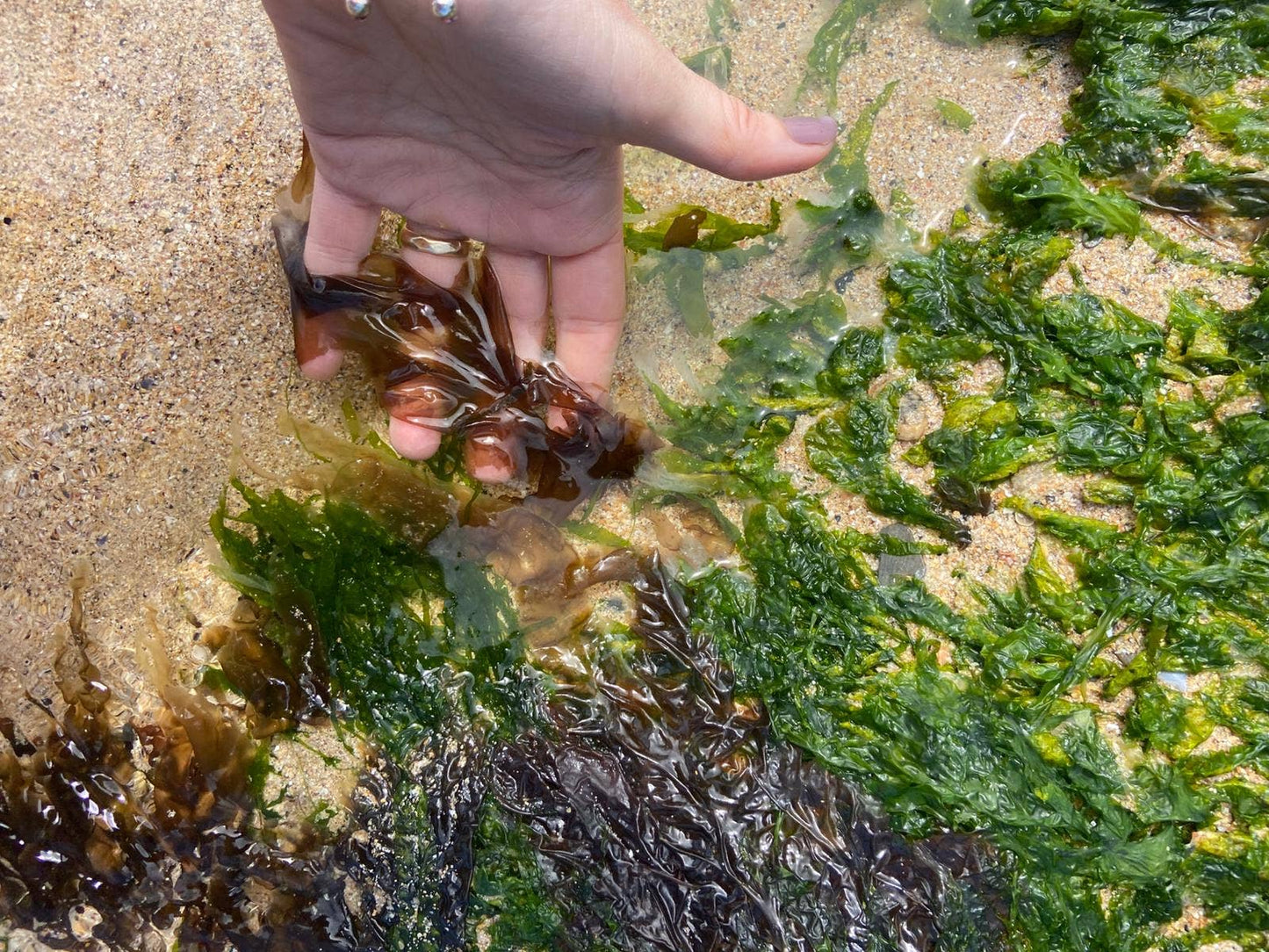 Seaweed Press Kit
