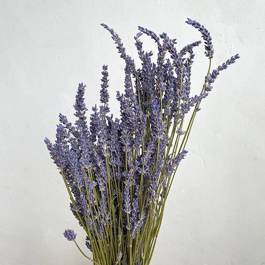 Dried Natural Lavender