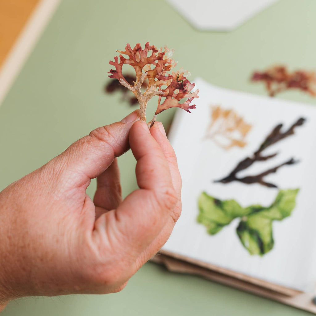 Seaweed Press Kit