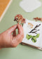 Seaweed Press Kit