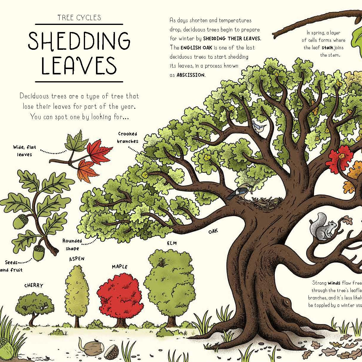 Nature Explained | Hardback Book