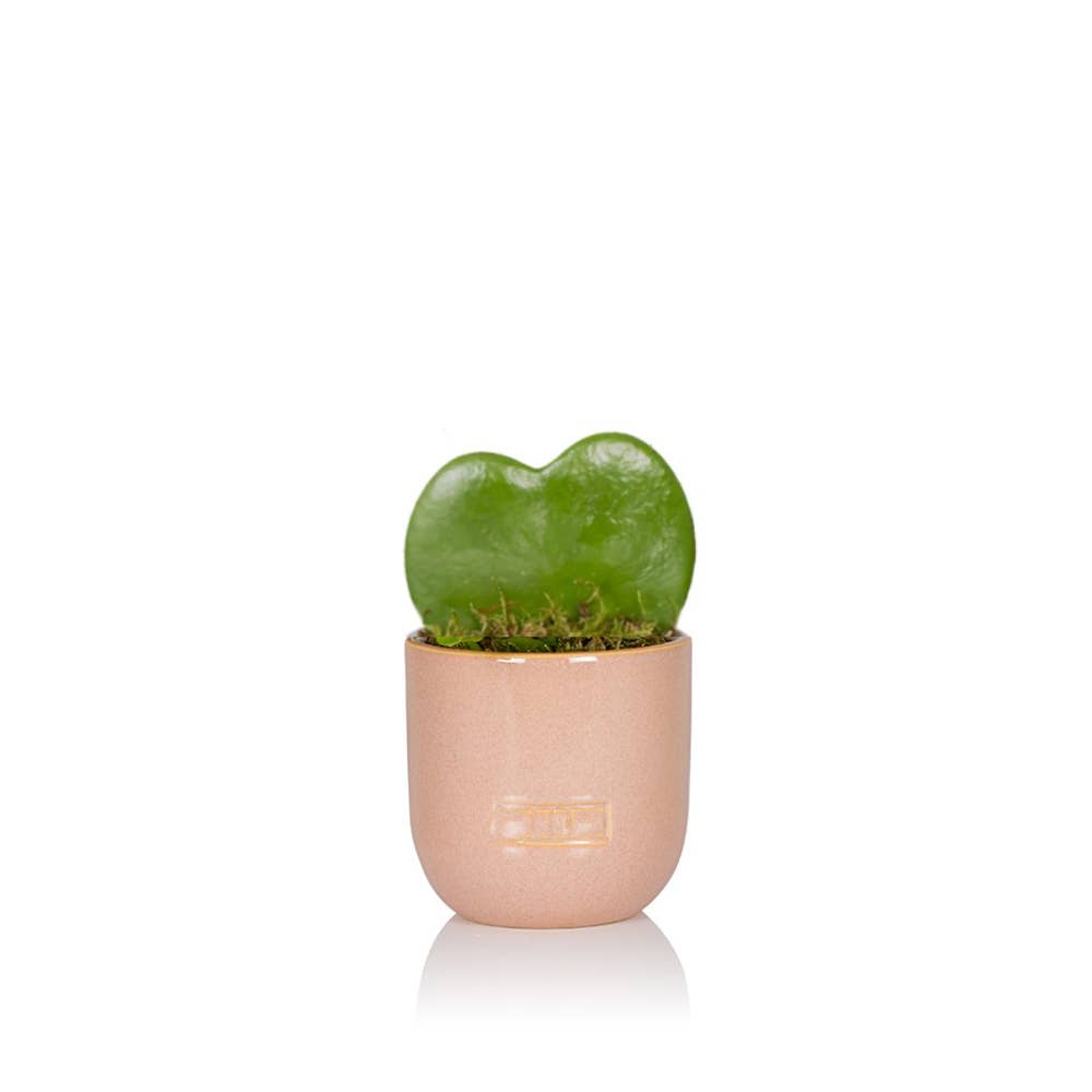 Single Heart Plant  💚  Pink Glazed pot