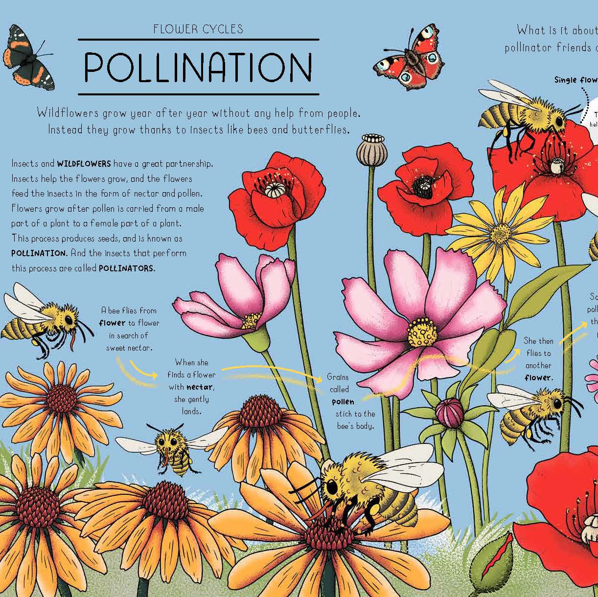 Nature Explained | Hardback Book