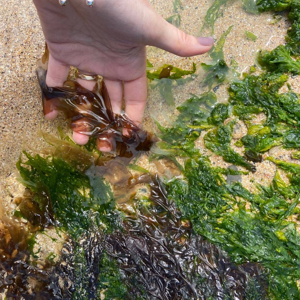 Seaweed Press Kit