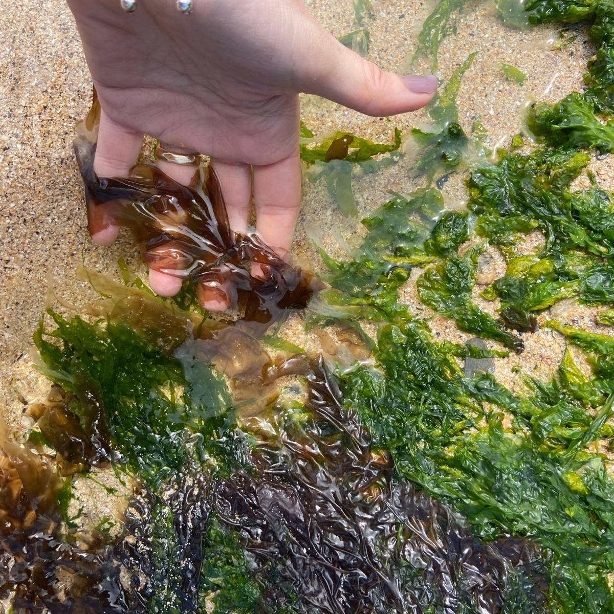 Seaweed Press Kit