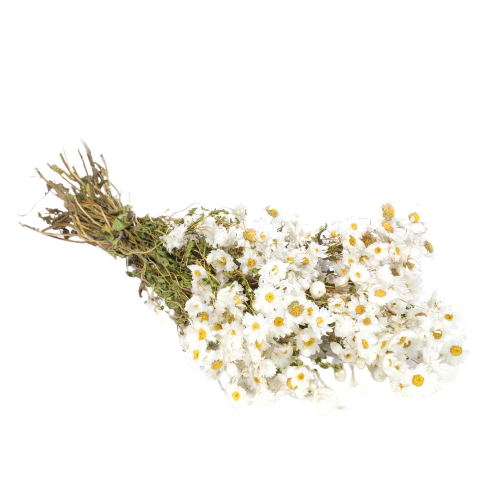 Rodanthe Natural White | Dried Flowers