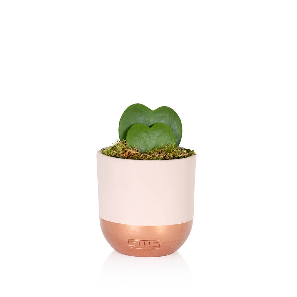 Double Heart Plant  / Pink And Copper