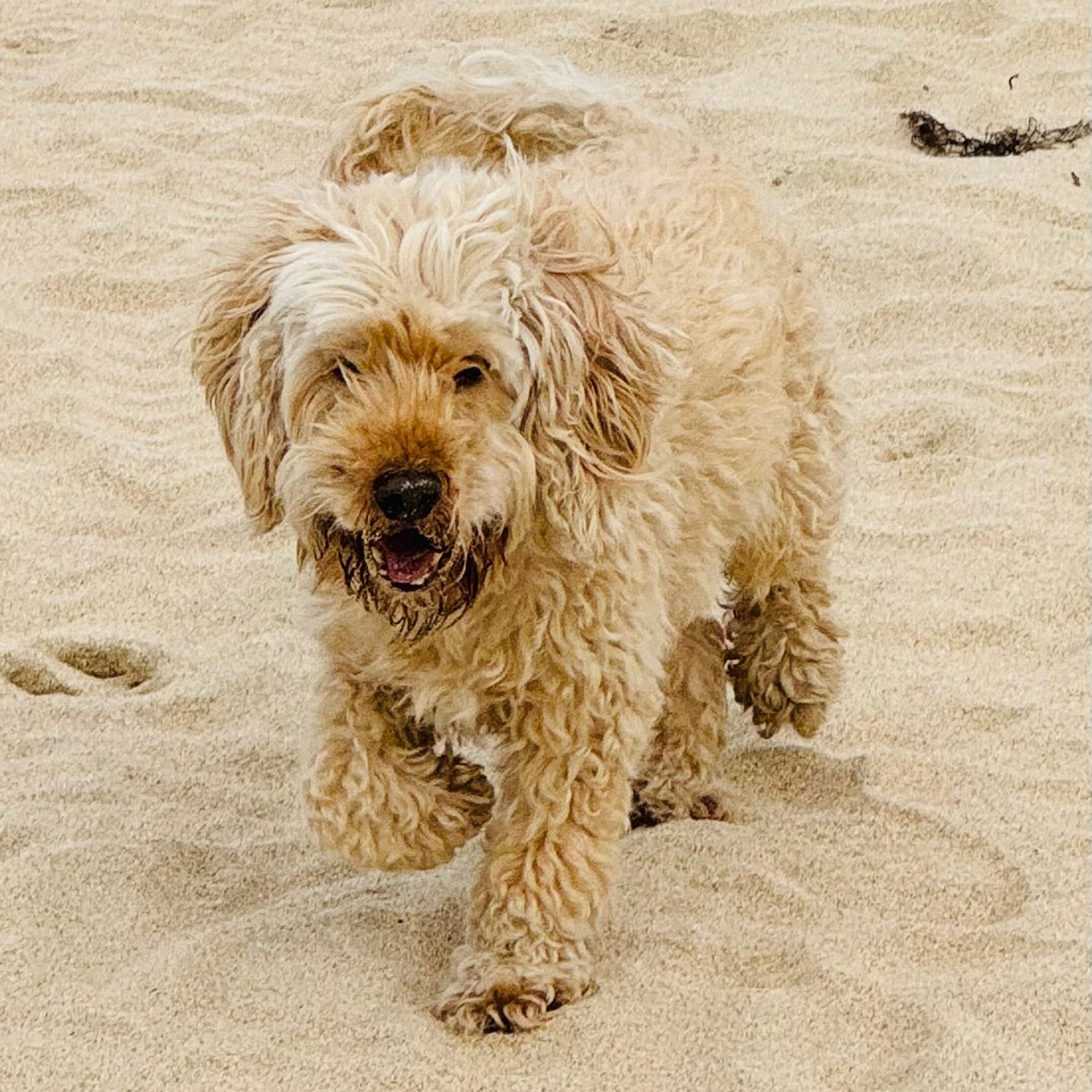 Dash Rectangle Pet Feeding Mat