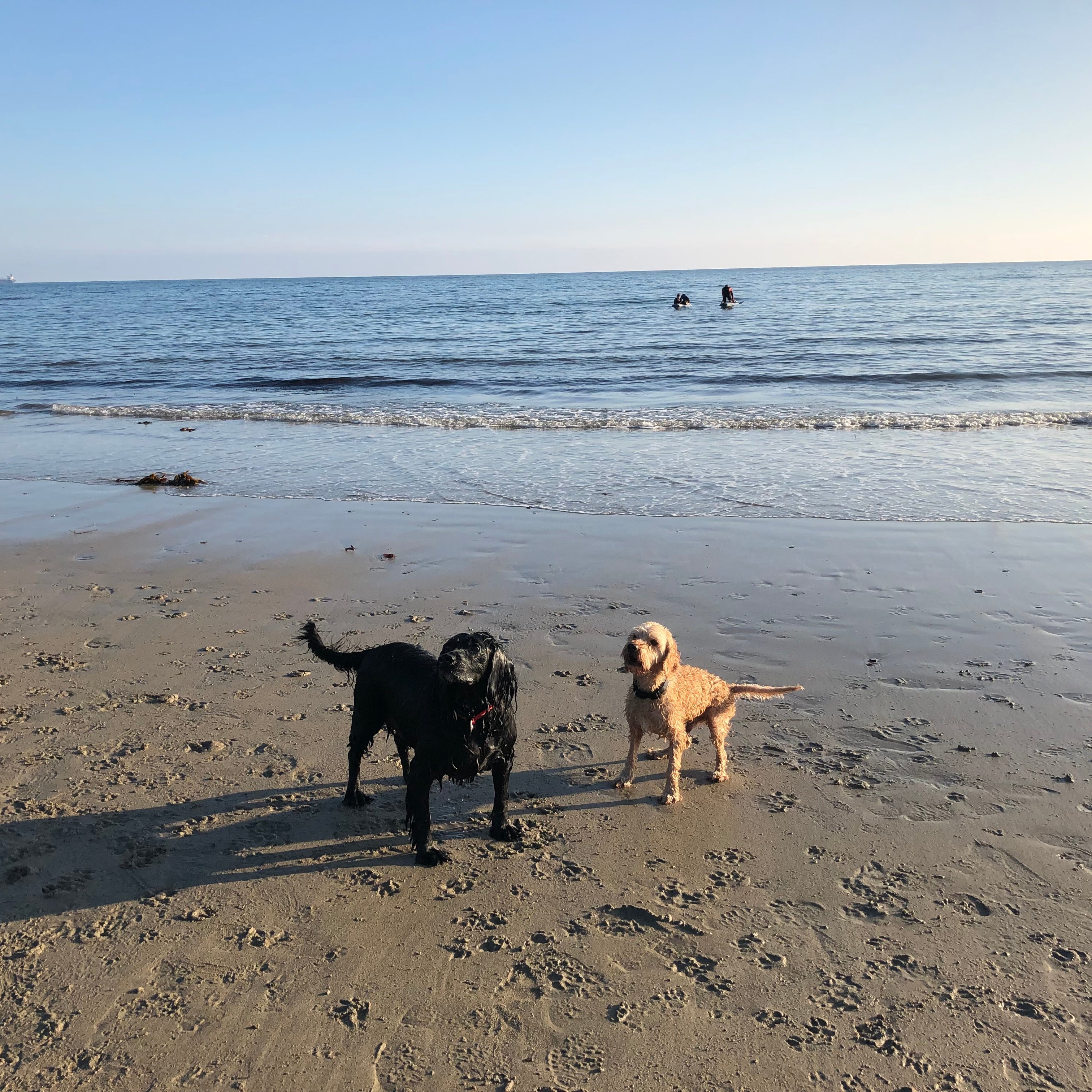 Beach Clean Rectangle Pet Feeding Mat