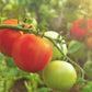 Diffuser | Tomato & Berry
